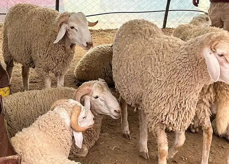 Moutons en Algérie : pourquoi les prix s'envolent ? Moutons d'Algérie dans un enclos, prêts à être vendus ou élevés.