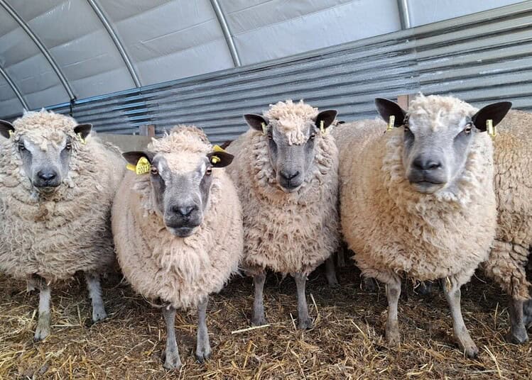 Interdictions pour l'Aïd al-Adha 2026 : ce qui vous attend en France Groupe de moutons dans une ferme sous un abri métallique.