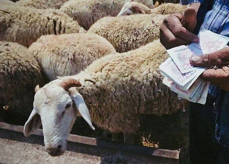 Aïd-el-Adha : Mystère du prix élevé du mouton en Algérie Vente de moutons pour l'Aïd, homme avec argent et moutons en arrière-plan.