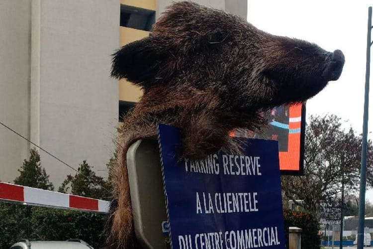 Islamophobie en France : un sanglier mort accroché devant des pompes funèbres musulmanes Cochon d'Inde avec une affiche sur le dos dans un environnement urbain.