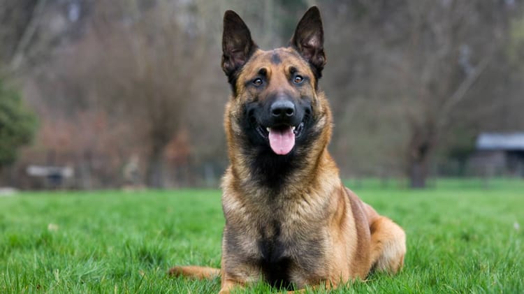 Chien de berger assis dans un parc vert avec arbres en arrière-plan.