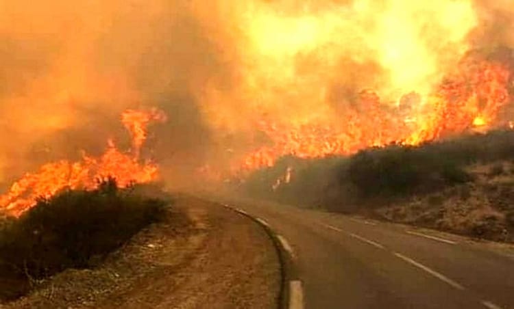 Feu de forêt en Algérie avec des flammes et de la fumée dense.