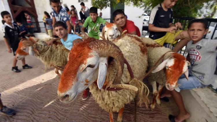 Enfants et moutons lors de la célébration de l'Aïd en Algérie.