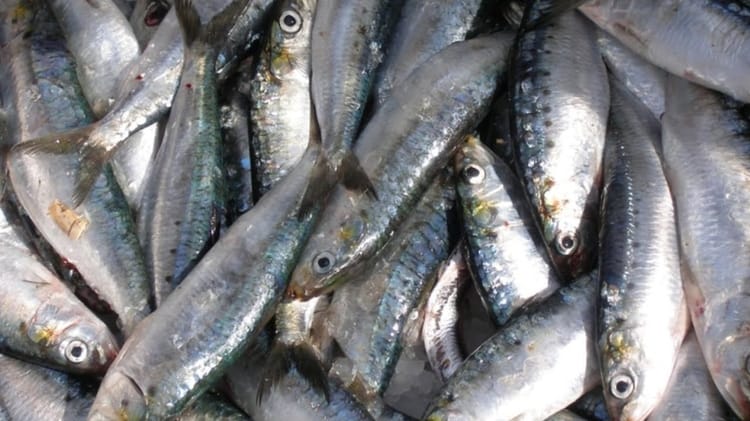 Sardines fraîches exposées dans un marché en Algérie.