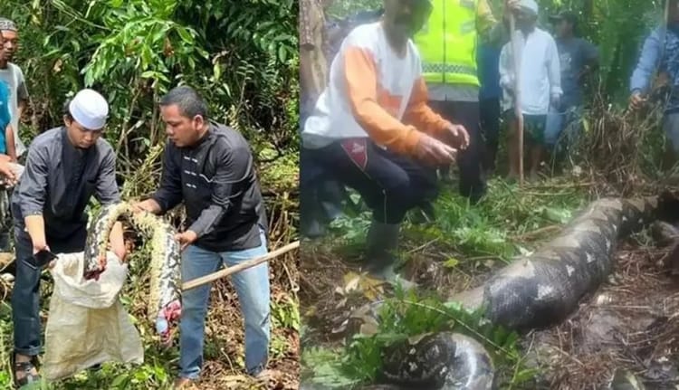 Incroyable : Serpent géant dévorant une femme en... Serpent géant trouvé dans la forêt, entouré de personnes.