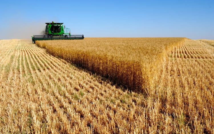 Perspectives Prometteuses pour la Récolte de Blé en Algérie en 2025 Moissonneuse dans un champ de blé doré en Algérie.