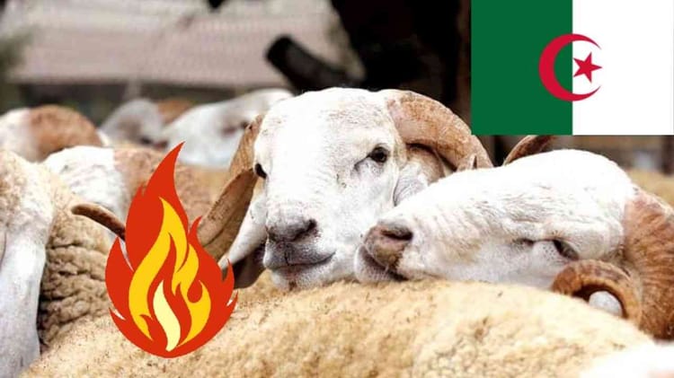 Mouton de l’Aïd à 60 000 DA : une hausse conséquente attendue en Algérie Moutons de l’Aïd en Algérie, image de moutons blancs et bruns.