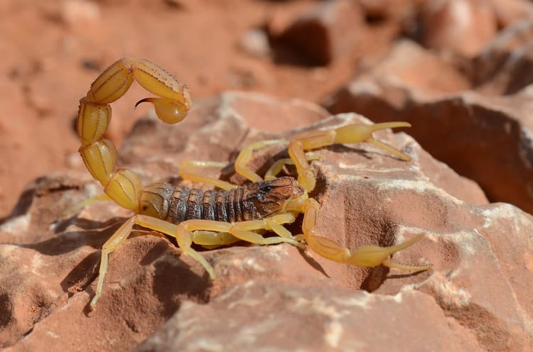 Scorpion jaune sur roche dans le désert marocain.