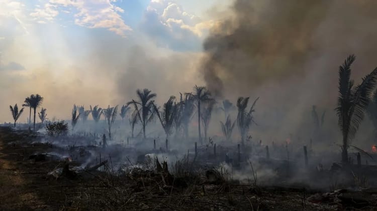 Lutte contre le réchauffement de la planète : Les pays amazoniens créent une alliance contre la déforestation Feu de forêt avec fumée dense et palmiers en arrière-plan.