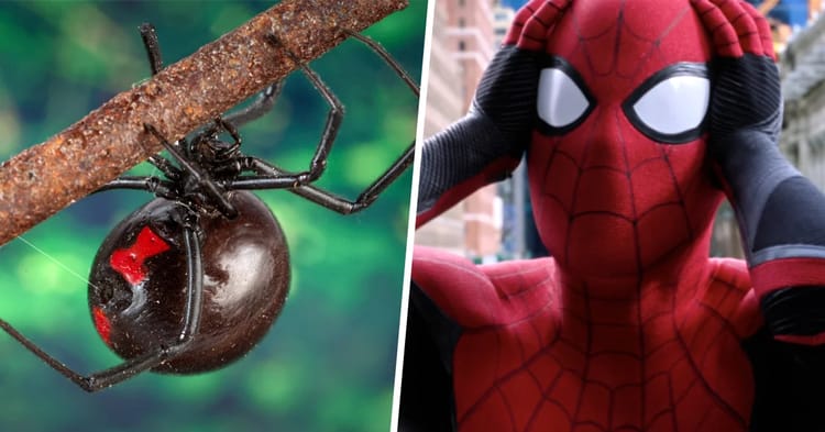 Il se laisse mordre par une veuve noir dans l'espoir de devenir Spider-Man Araignée veuve noire et enfant en costume de Spider-Man.