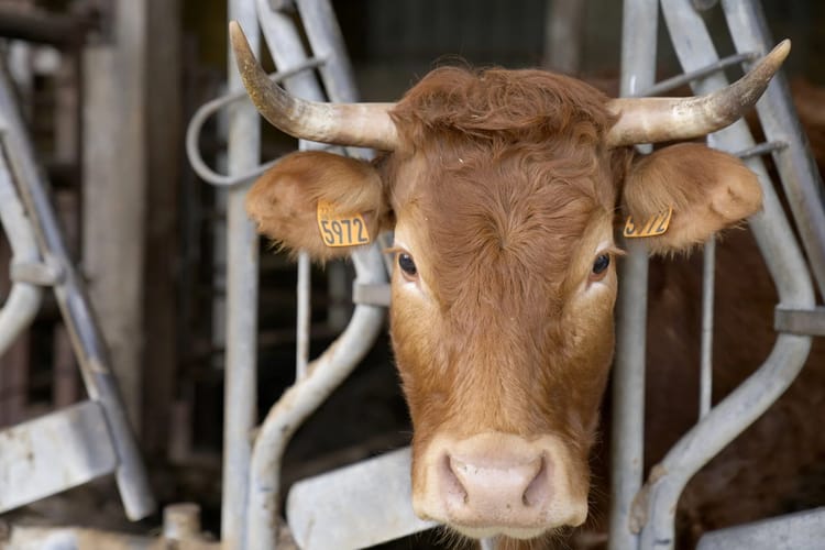 Algérie : Interdiction des importations de bovins de France Vache bovine avec cornes dans une ferme en France.