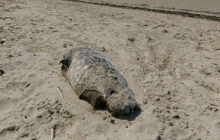 Phoque moine blessé retrouvé sur une plage en Algérie.