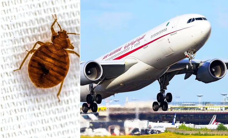 Punaises de lit et avion, menace sanitaire et sécurité aérienne.