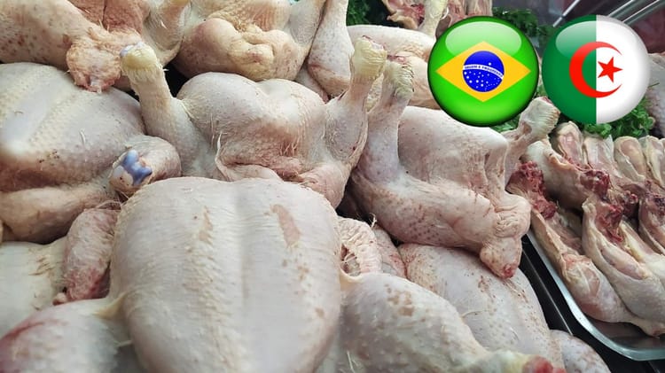 Poulets frais pour exportation, symboles du Brésil et de l'Algérie.