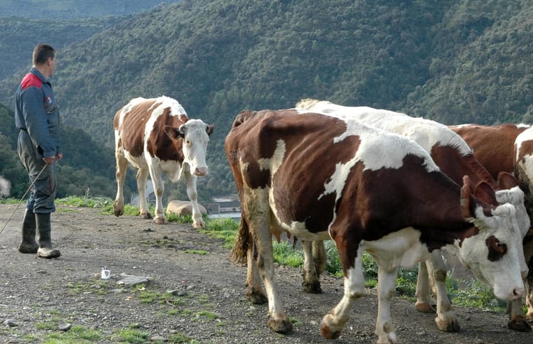 Vaches brunes et blanches dans un paysage de montagne en Algérie.