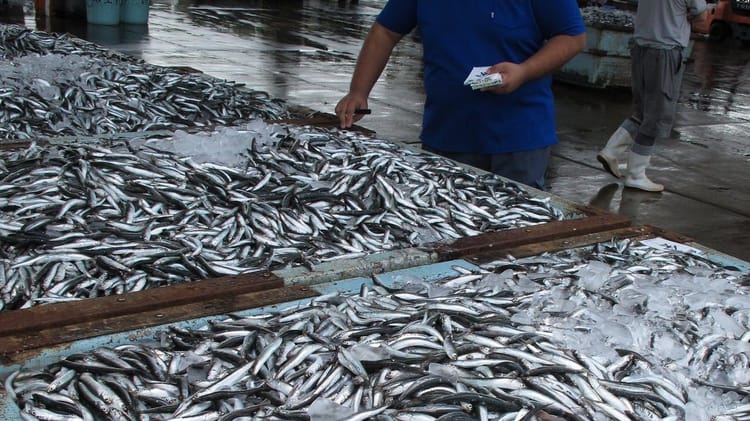 Poissons frais en vente au marché d'Alger, sardines et daurades en grande quantité.