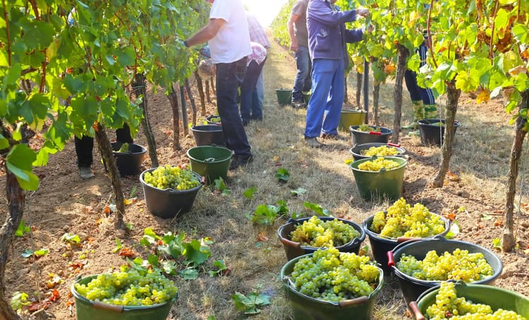 Nouvelle liste des métiers en tension en France : Découvrez... Récolte de raisins dans un vignoble en France.