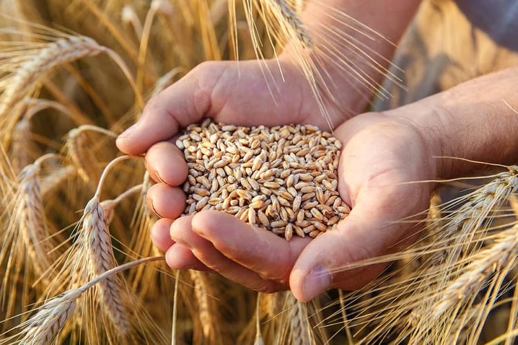 Impressionnant! A El Oued, la production de blé reçoit un puissant coup d'accélérateur Main tenant des grains de blé dans un champ de blé doré en Algérie.