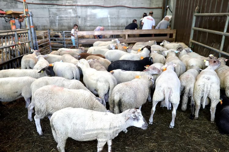 Aïd-el-Adha en France : Achetez vos moutons ici... Moutons dans une ferme en France pour l'Aïd-el-Adha.