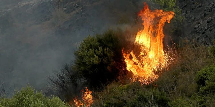 Incendies en Algérie : Les Forêts de Béjaïa sauvagement ravagées par les flammes Feu de forêt en Algérie, flames et fumée intense.