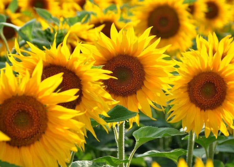 Culture du tournesol : les agriculteurs algériens ont mis la main sur un nouveau trésor Champ de tournesols en Algérie, soleil brillant et ciel bleu clair.