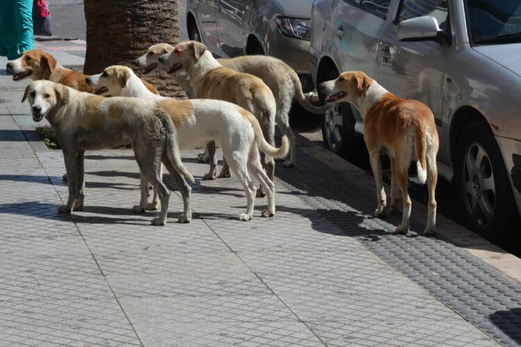 Coupe du Monde 2030 : Massacre ! Le Maroc se retoruve dans une nouvelle polémique