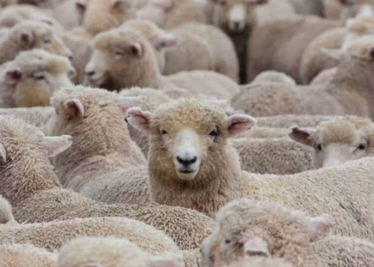 Conflit Hispano-Algérien sur les Exportations Ovines pour l'Aïd el-Adha 2025 Aïd el-Adha 2025 : la France impose un encadrement strict de l’abattage rituel des moutons