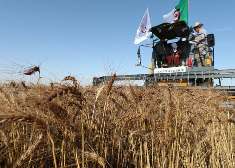 Algérie : le mégaprojet agricole italien passe un cap clé Algérie