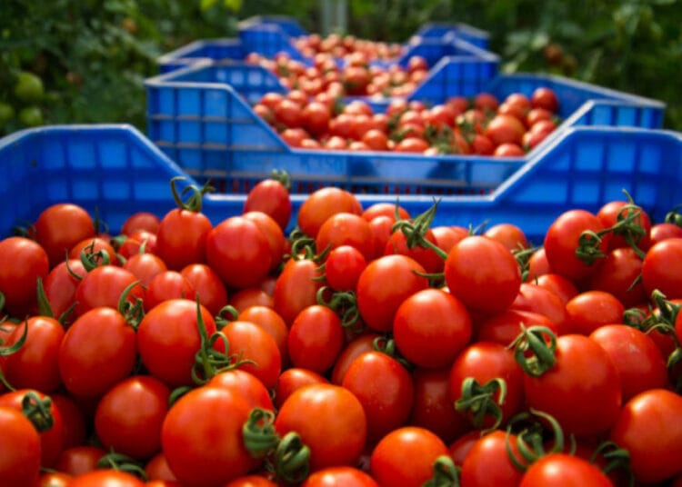 Tomates marocaines : ce que vous ignorez sur les pesticides Les surprenantes fluctuations du prix de la tomate en Algérie