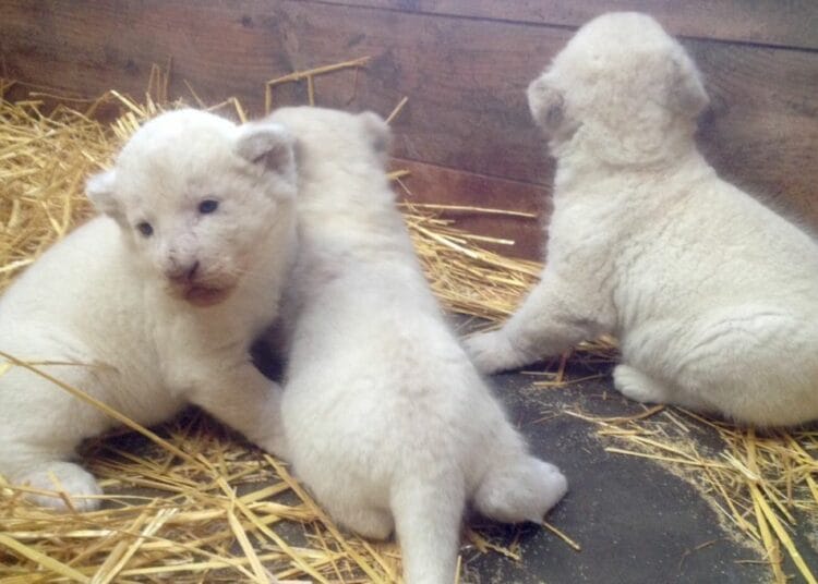 Trois lionceaux blancs rares naissent dans un zoo algérien