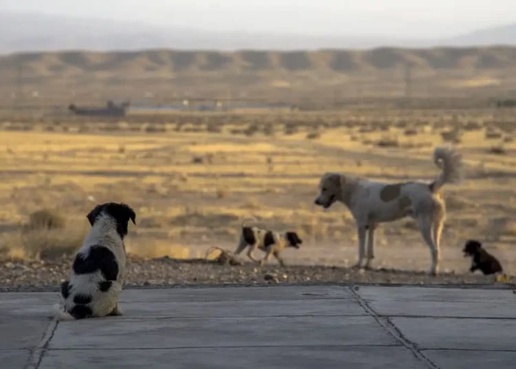 Drame à M’Sila : une fillette tuée par des chiens errants Drame à M’Sila : une fillette tuée par des chiens errants