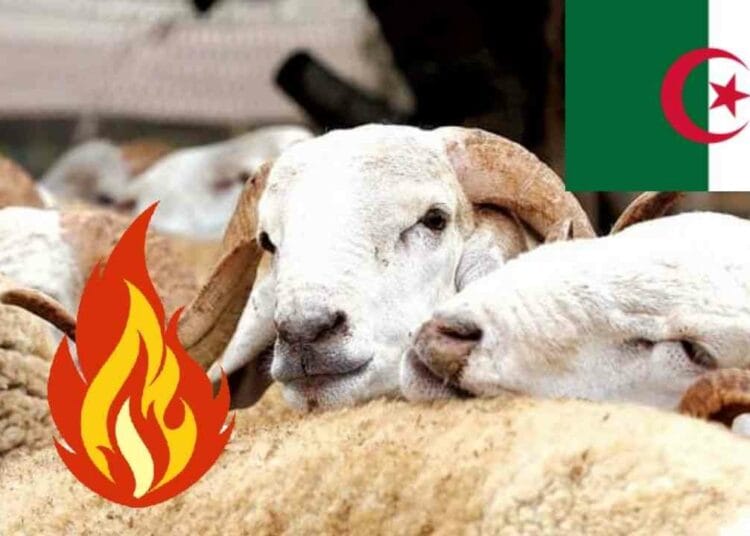 Moutons d'Algérie prêts pour le Ramadan 2026 avec drapeau national.