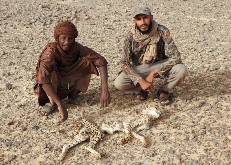 Algérie: À la découverte du guépard du désert