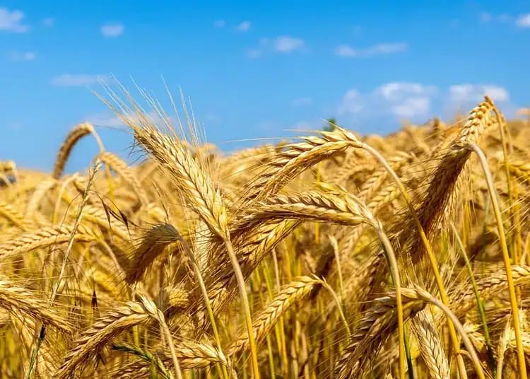 Pourquoi l’Algérie achète massivement du blé dur ? Champ de blé dur doré sous un ciel bleu clair.