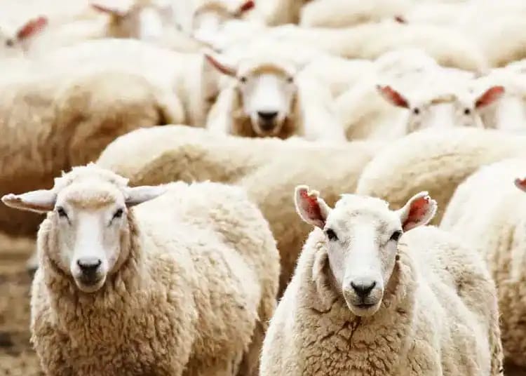Prix des moutons pour l’Aïd El Adha en Algérie : le détail qui pourrait tout changer Moutons pour l’Aïd El Adha en Algérie, prix et marché.
