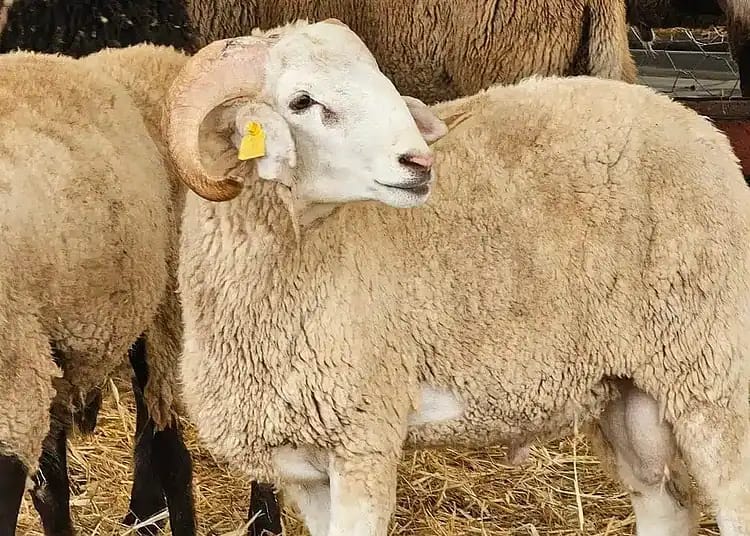 Algérie : nouvelle surprise fiscale pour les moutons de l’Aïd el-Adha 2026 Mouton blanc avec oreilles jaunes dans une ferme algérienne.