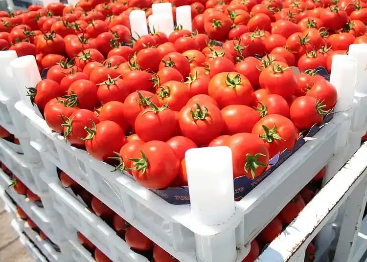 Tomates cerises rouges dans une caisse pour exportation en Algérie.