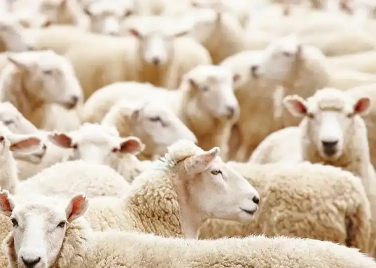 Moutons importés pour l'Aïd, vente de moutons en Algérie.