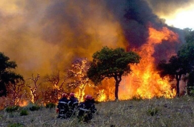 Algérie : Découvrez le nouveaux bilan des feux de forêts (Vidéo)