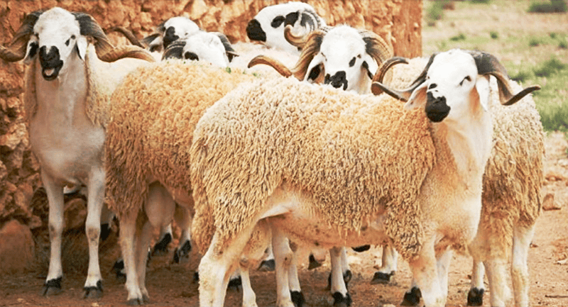 Groupe de moutons d'élevage dans un enclos rural en Algérie.