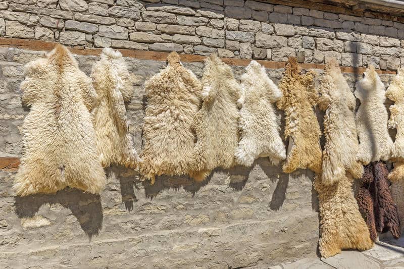 Peaux d'ovins séchées accrochées à un mur en pierre en Algérie.