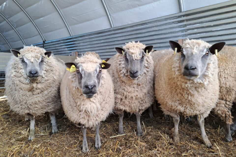 Groupe de moutons dans une ferme sous un abri métallique.